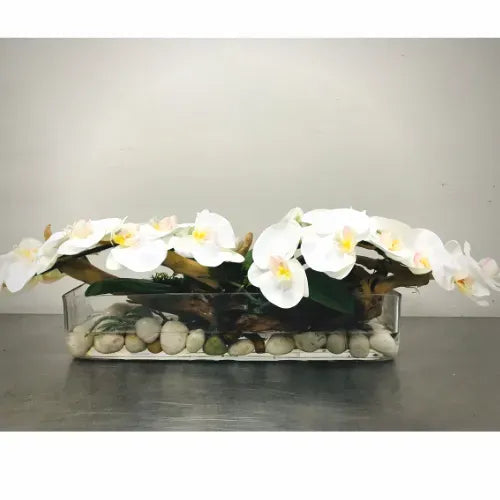 Orchid on the Rocks