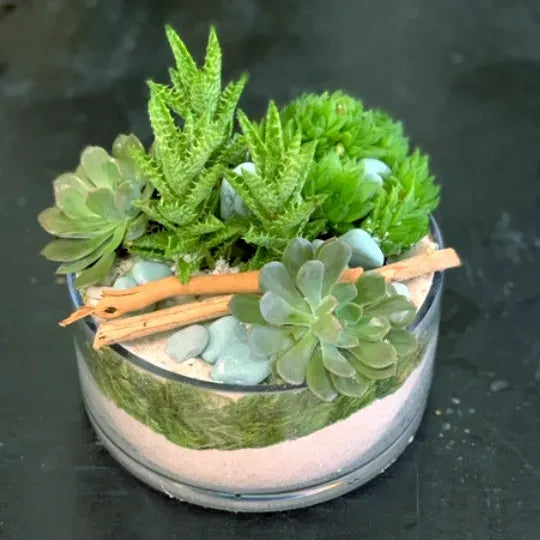 Succulent Terrarium