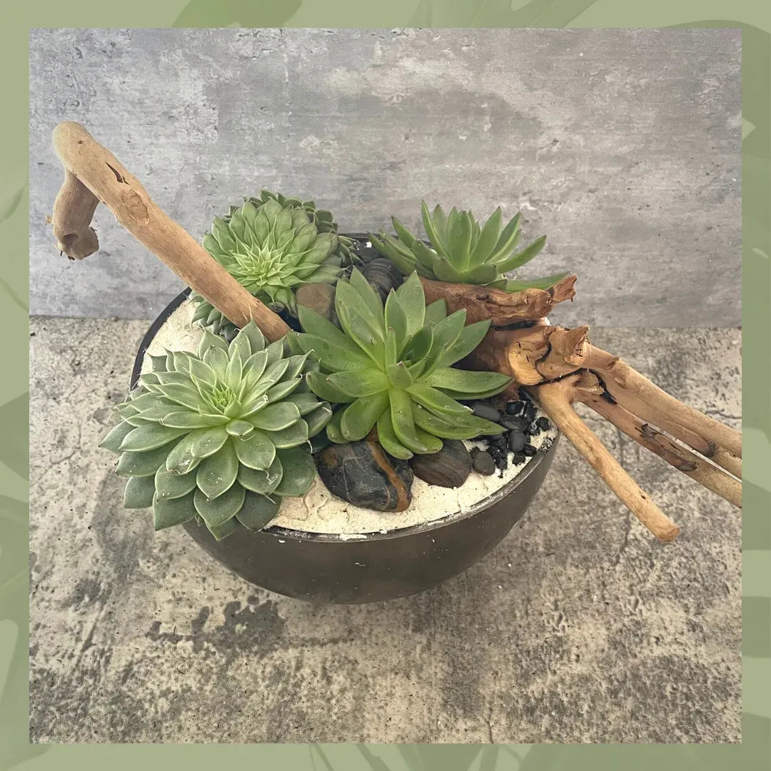 Driftwood Succulent