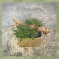 Gold Succulent