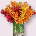 Orchids Galore