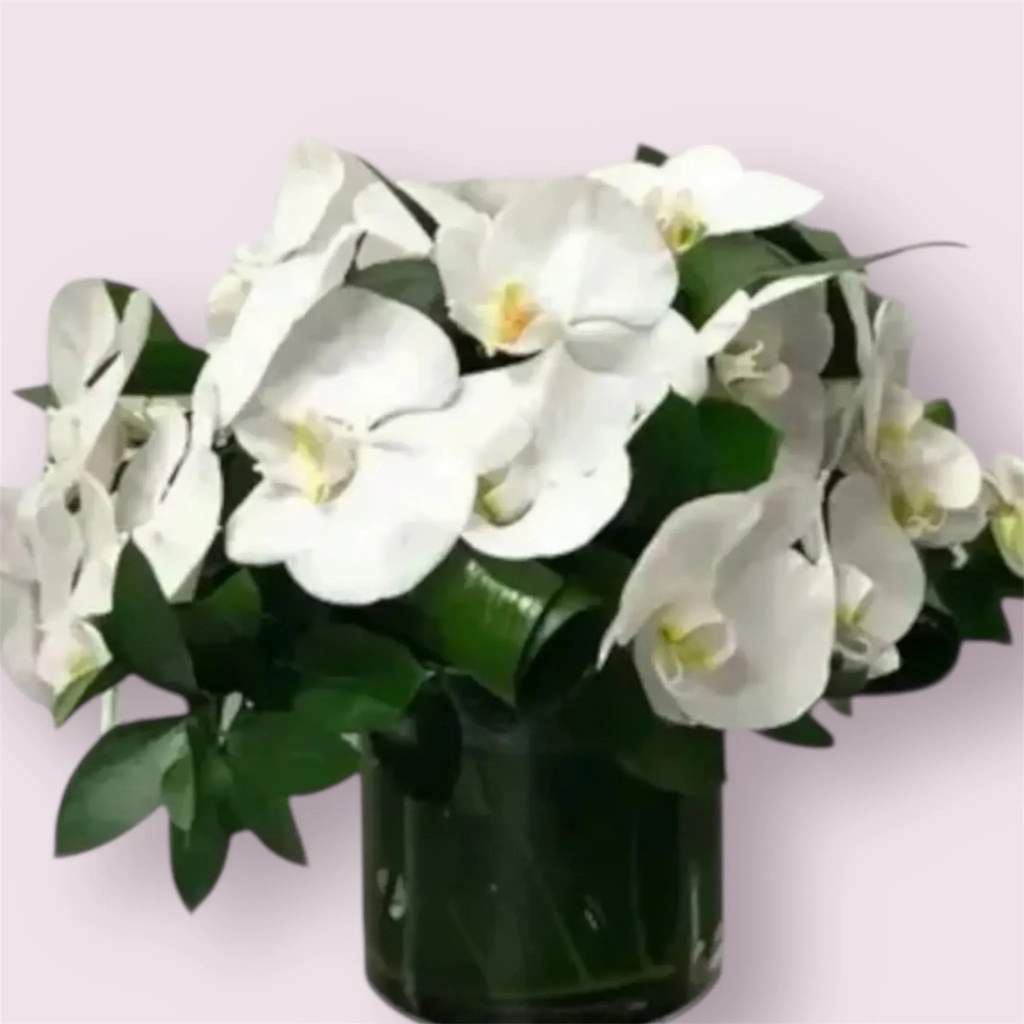Elegant Orchids