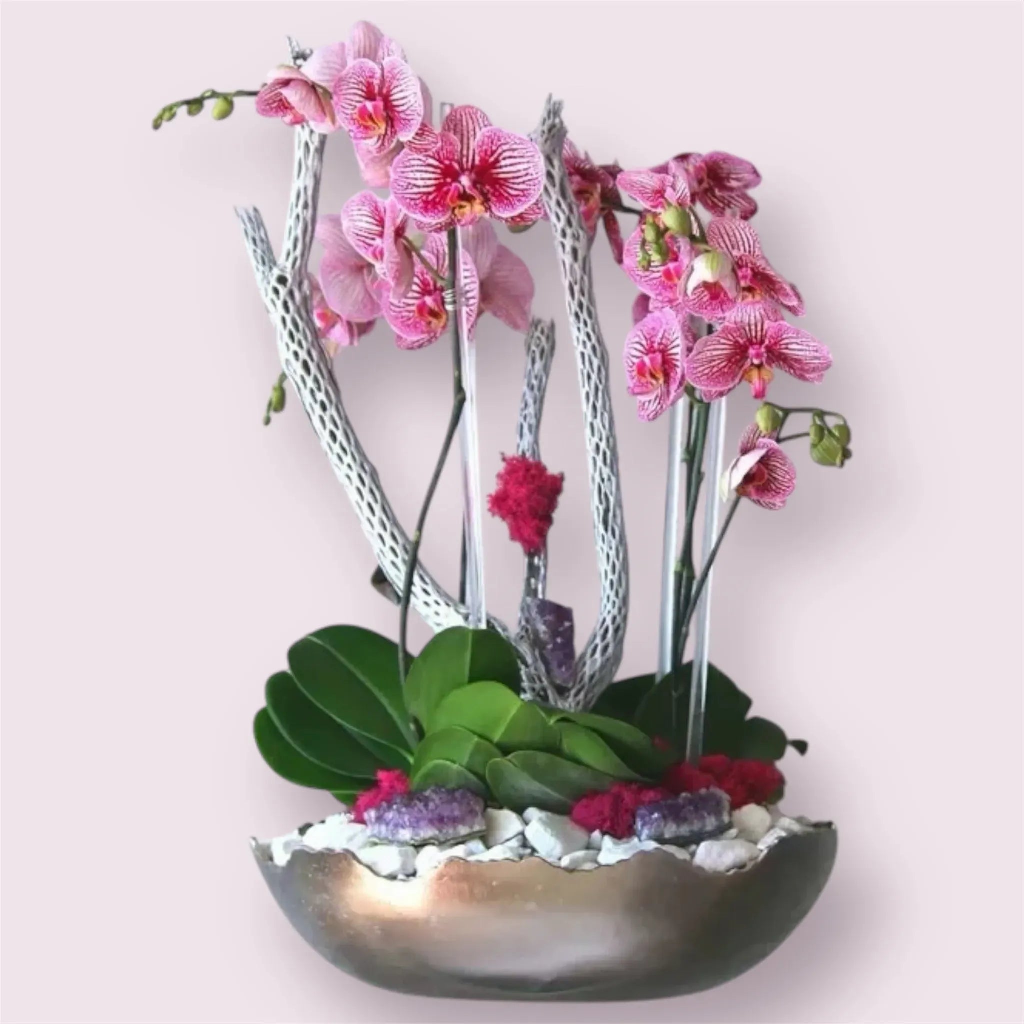 Orchid Goddess
