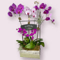 Orchid Garden