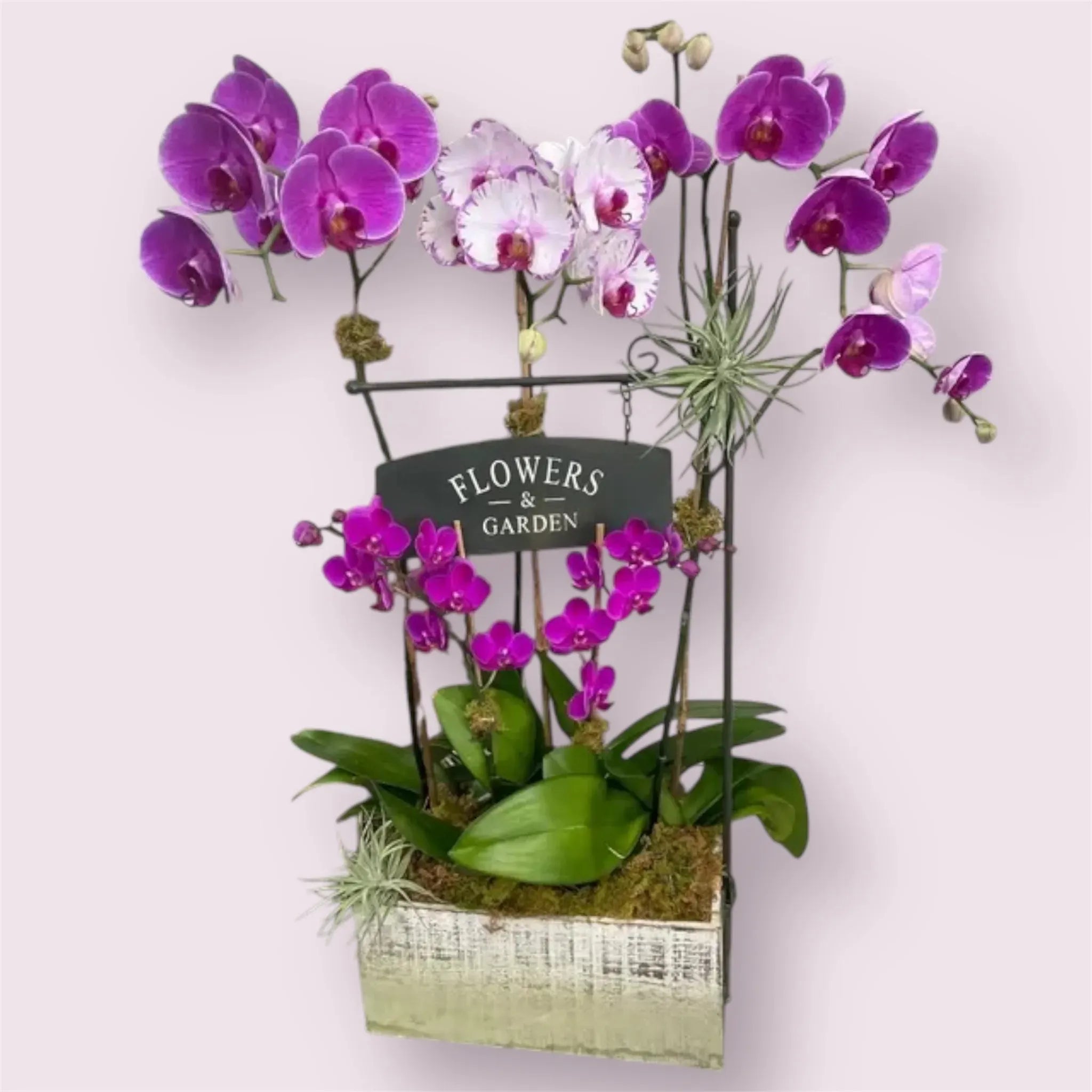 Orchid Garden