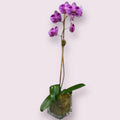 Glass Orchid