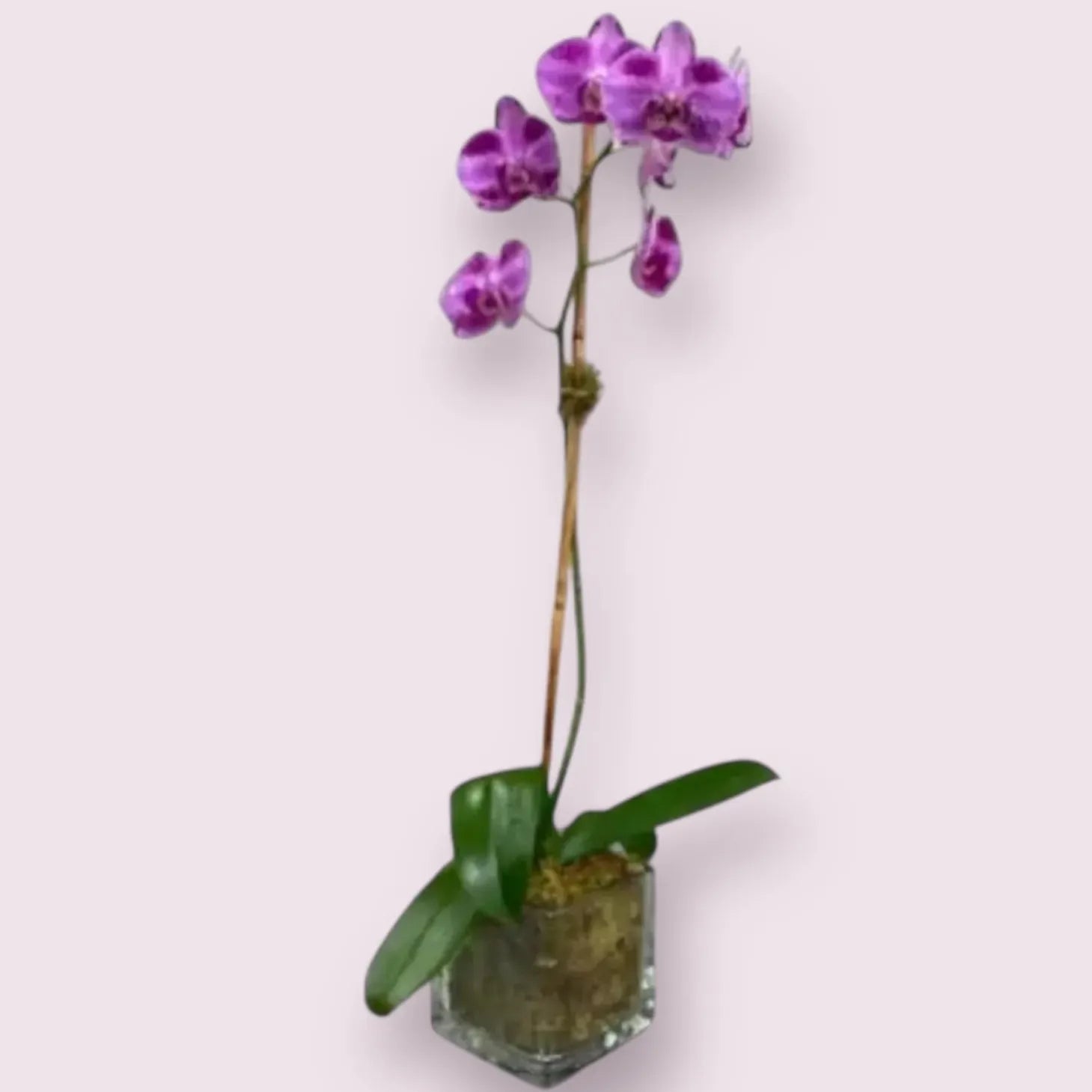 Glass Orchid