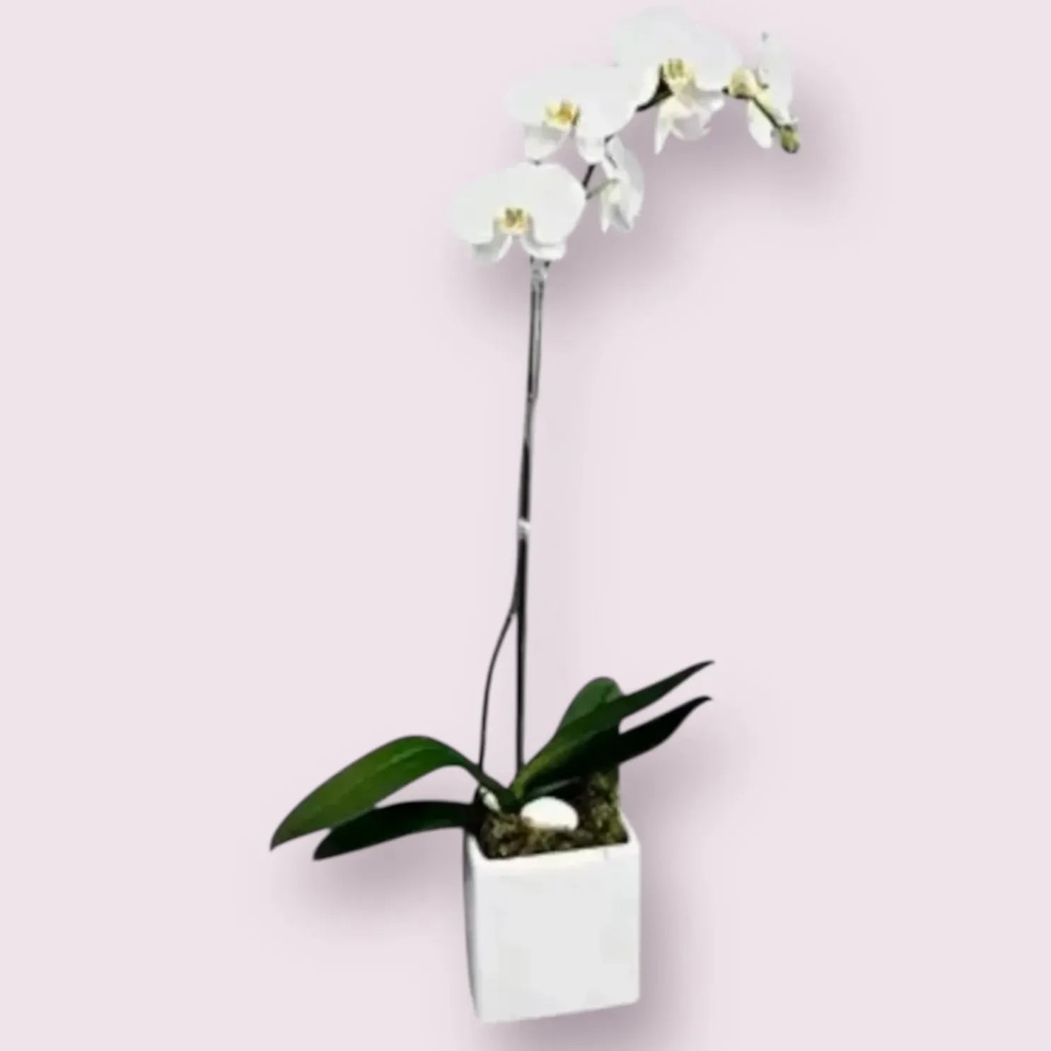 Cube Orchid