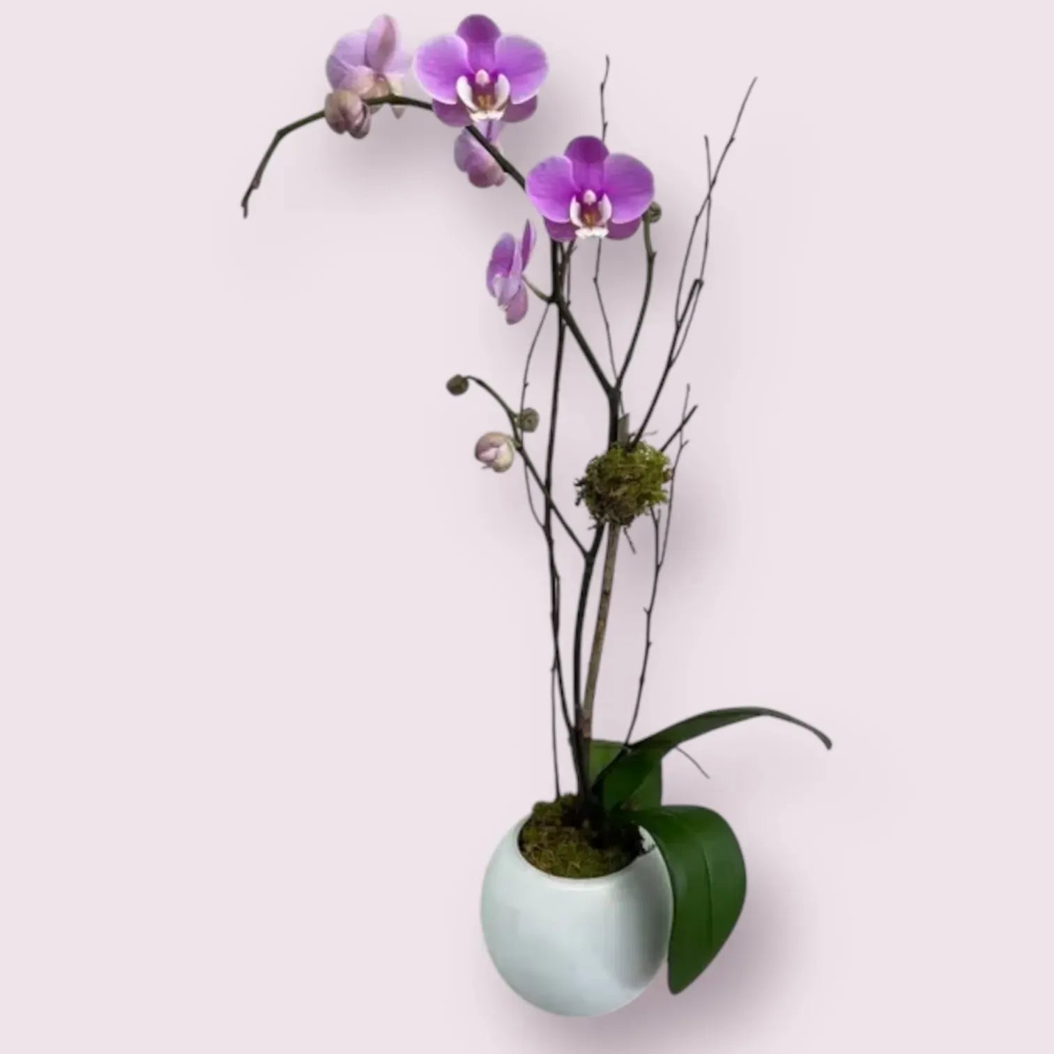 Pretty little Orchid
