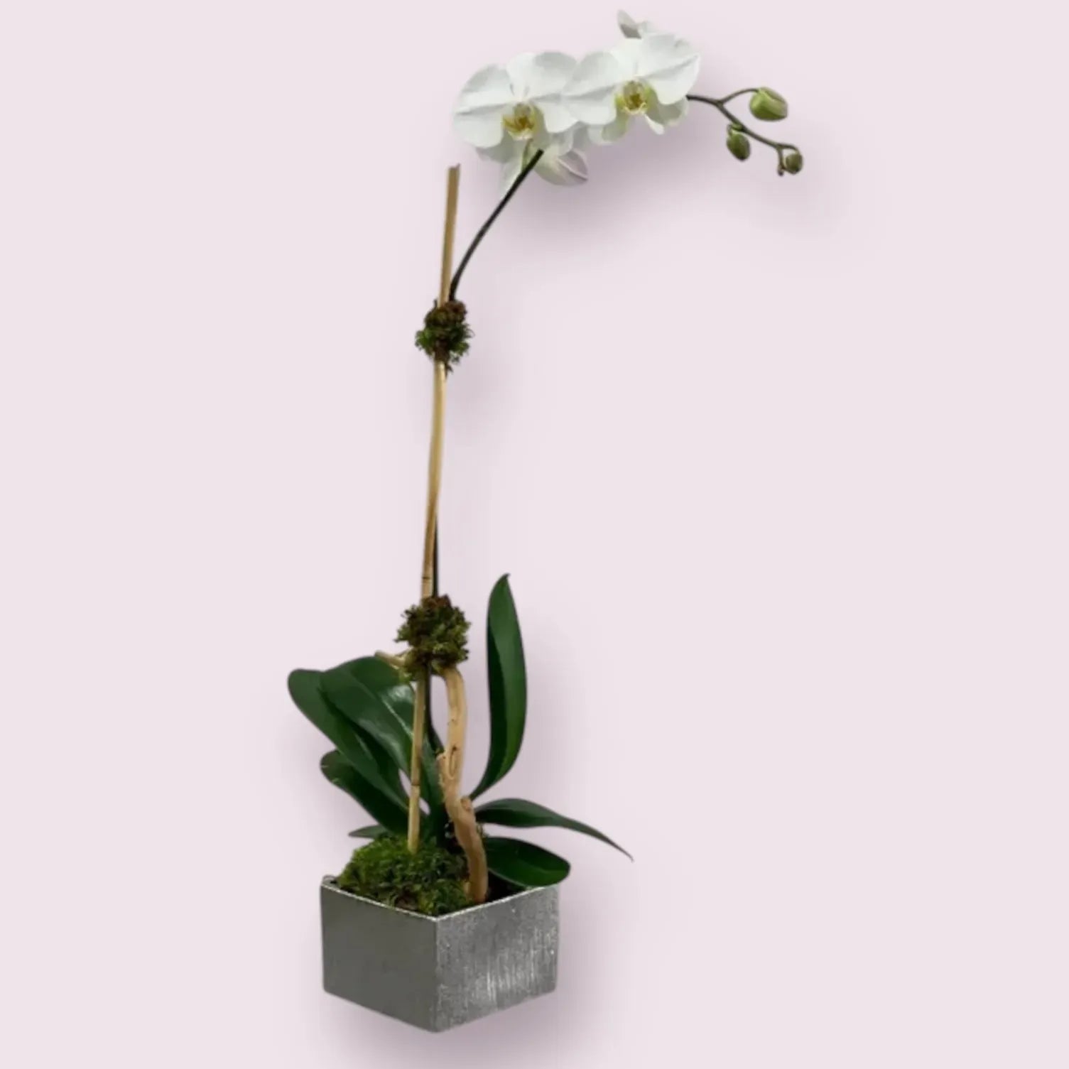 Sweet Single Orchid
