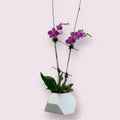 Purple Elegance