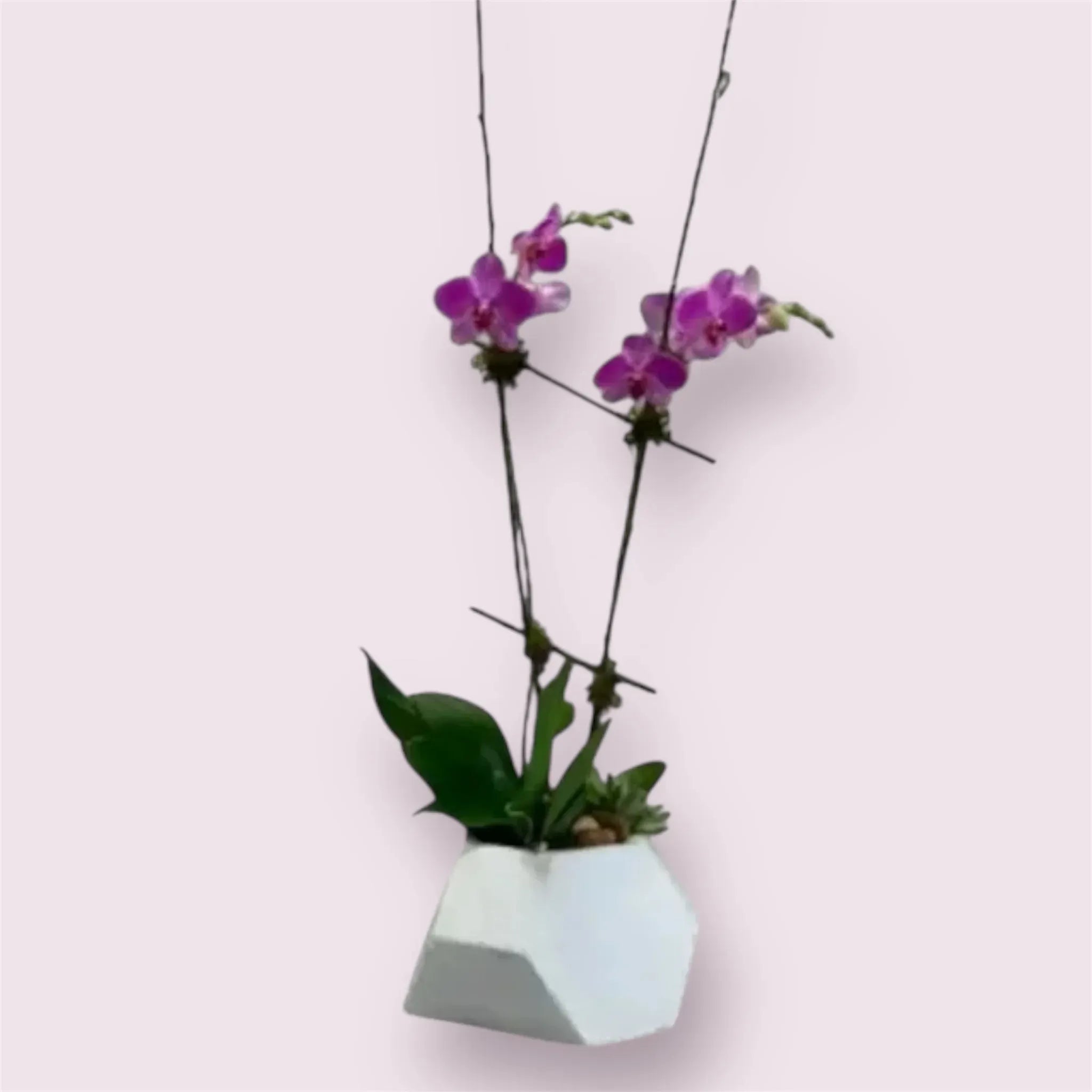 Purple Elegance