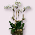 Orchid Four
