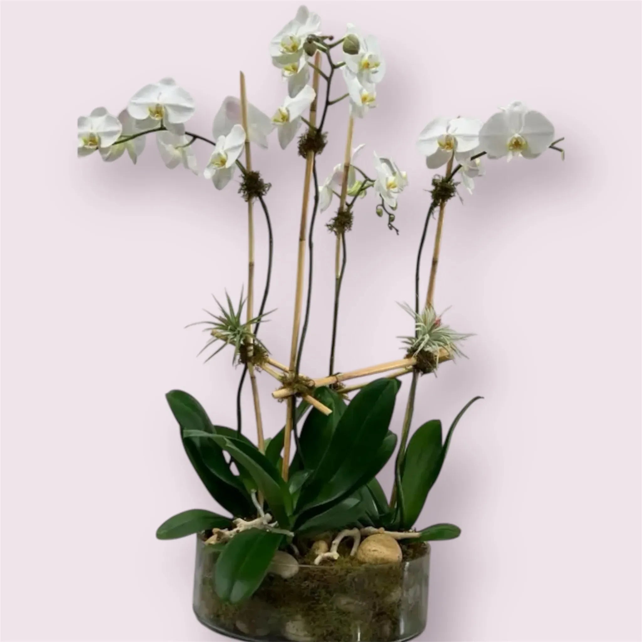 Orchid Four