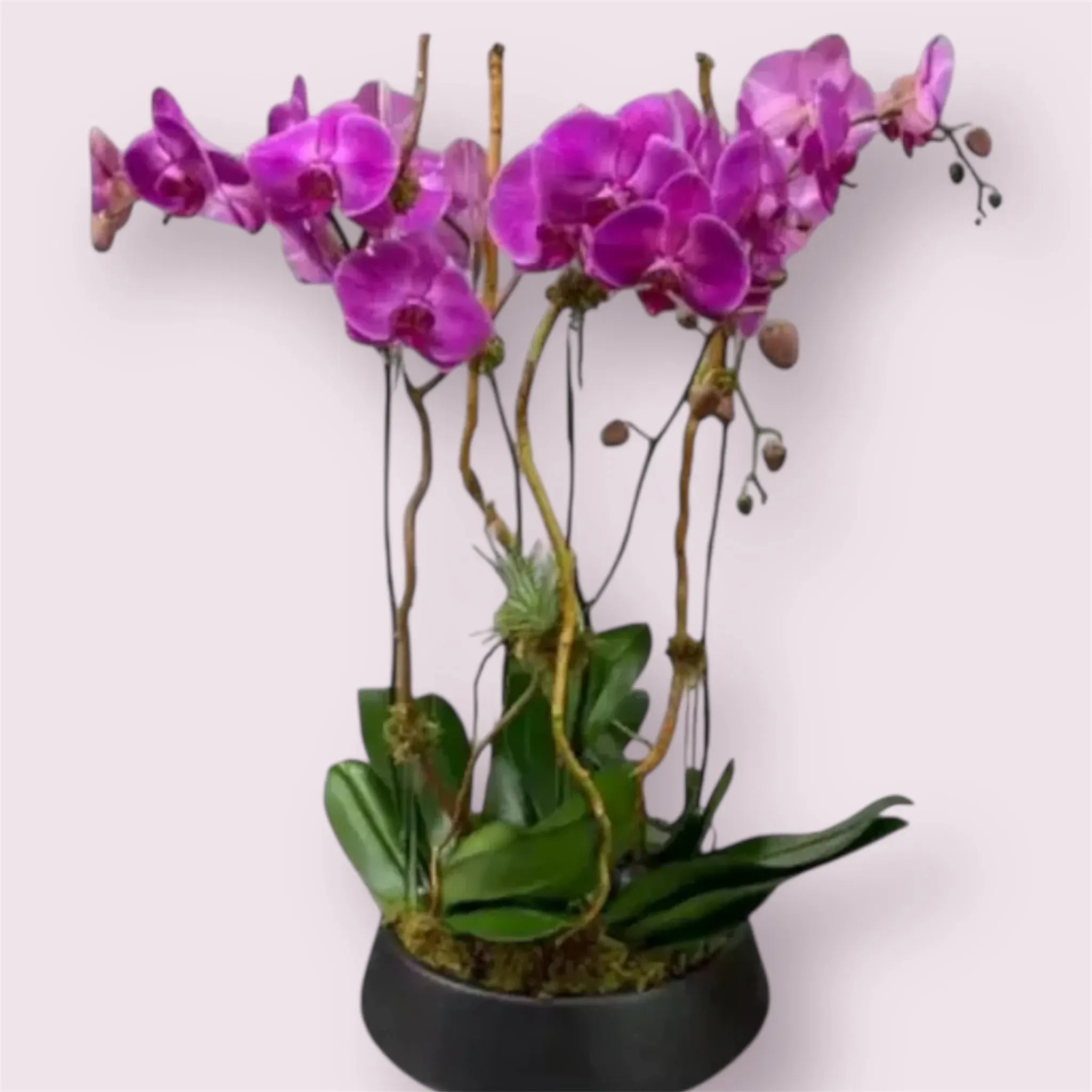 Purple Quad Orchid