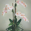 Geometric Hint of Pink Orchid