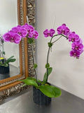 Whimsical Purples