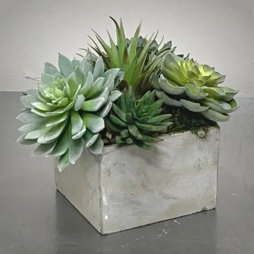Succulents Forever