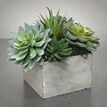 Succulents Forever