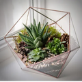 Geometric Terrarium