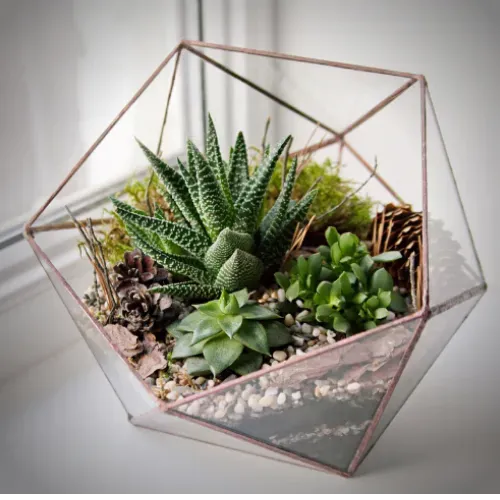 Geometric Terrarium